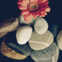 flower, blossom, bloom-942376.jpg